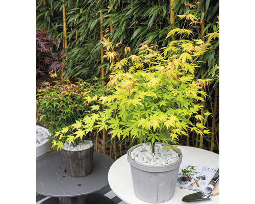 Javor japonský v kvetináči s bielymi kameňmi ako dekorácia