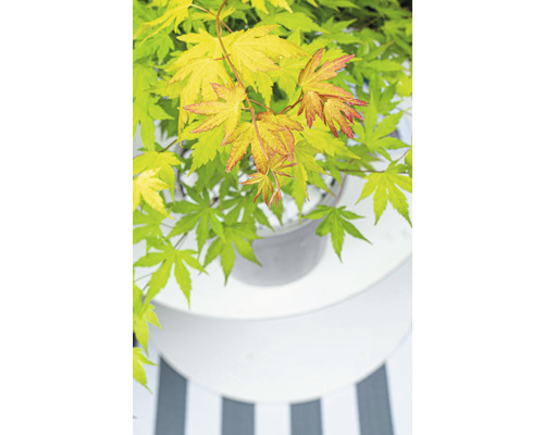 Japonský javor v kvetináči na stole