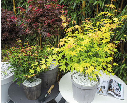 Tri javory v kvetináčoch na stoloch v záhrade.