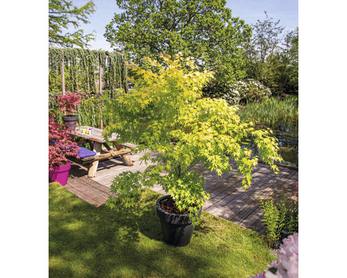 Japonský javor v kvetináči v záhrade