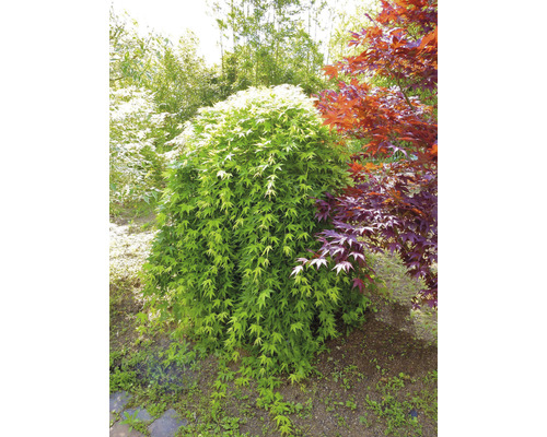 Japonský javor v záhrade