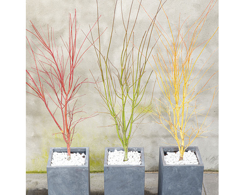 Tri opadavé okrasné javory v sivých štvorcových kvetináčoch s bielym štrkom