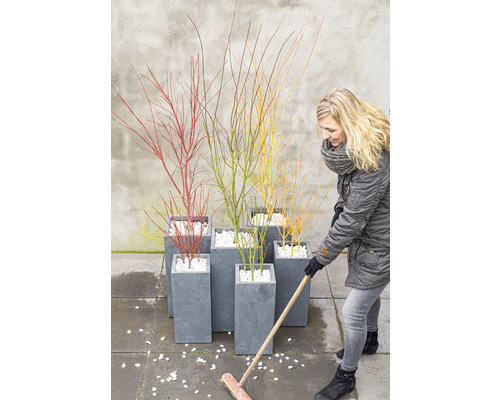 Žena zametá biele kamienky vedľa kvetináčov s farebnými okrasnými kríkmi