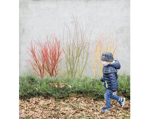 Scéna s chlapcom prechádzajúcim okolo okrasných kríkov s farebnými vetvami