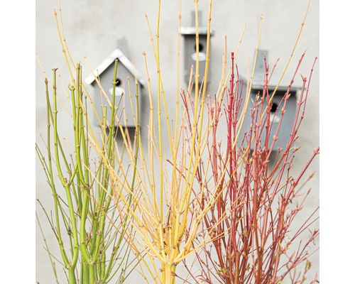 Zväzok okrasných vŕbových konárov s vtáčími búdkami v pozadí