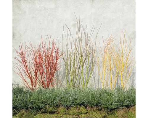 Rôznofarebné kríky drieňa pred stenou s okrasnou trávou