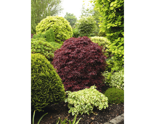 Záhrada s rôznymi okrasnými kríkmi a stromami.