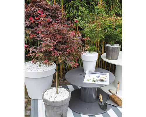 Záhradná scéna s javori v kvetináčoch, dekorácia s bielymi kameňmi a záhradné príslušenstvo