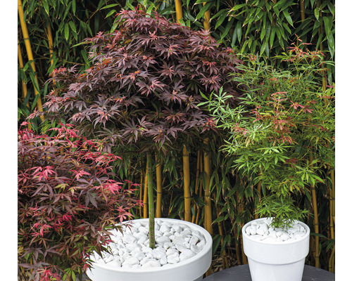 Tri javory v bielych kvetináčoch pred bambusovým pozadím