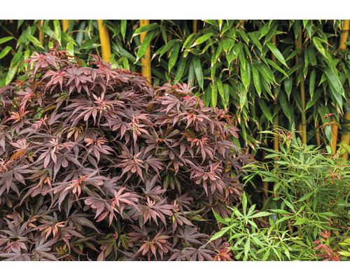 Javor japonský a bambus v záhrade