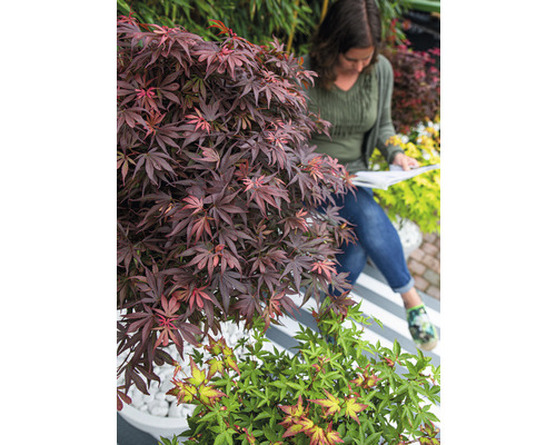 Záhradná scéna s japonským javorom a ženou čítajúcou knihu