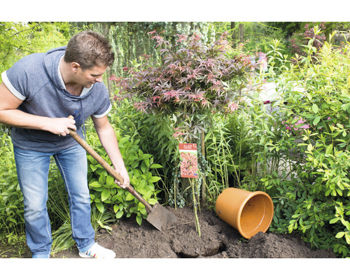 Muž sadí japonský javor rýľom v záhrade.