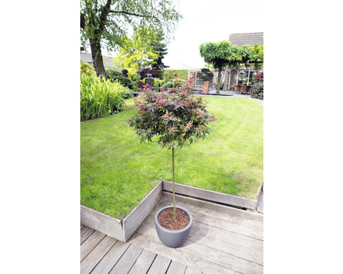 Japonský javor v kvetináči na drevenej terase v záhrade.