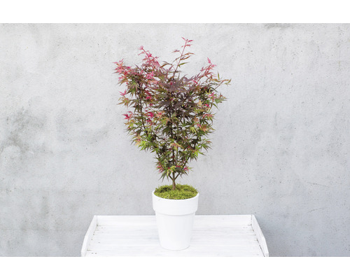 Javor dlaňovitolistý v kvetináči na stole