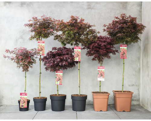 Rad japonských javorov rôznych veľkostí v kvetináčoch