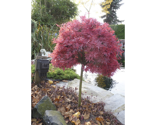 Japonský javor v záhrade