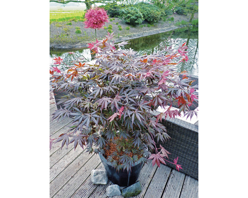 Japonský javor v kvetináči na terase