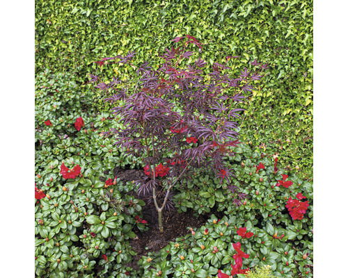 Malý javor s červenými listami v záhrade.