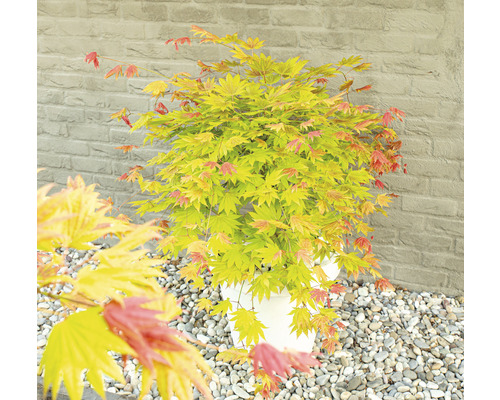 Javor japonský v kvetináči