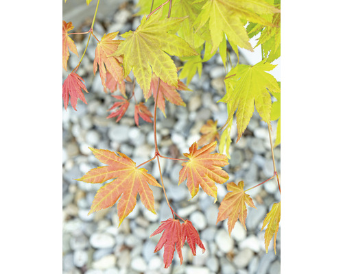 Detail javorových listov pred štrkom