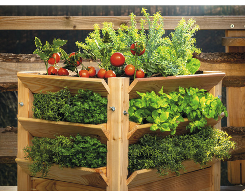 Drevený vyvýšený záhon s paradajkami a bylinkami