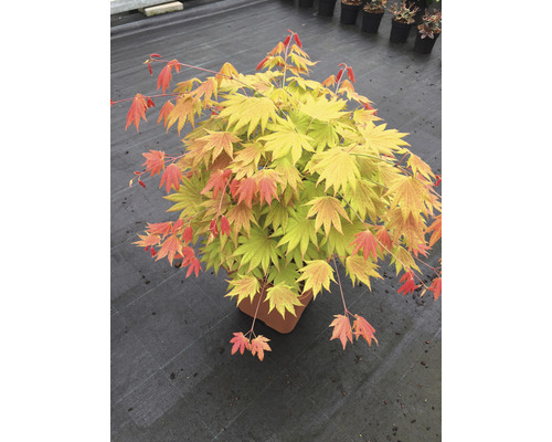 Javor dlanitolistý zlatý Acer palmatum 'Moonrise' polokmeň 40 cm hranatý kvetináč 14 l