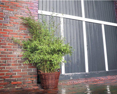 Bambus v košíku pred tehlovou stenou a drevenou bránou