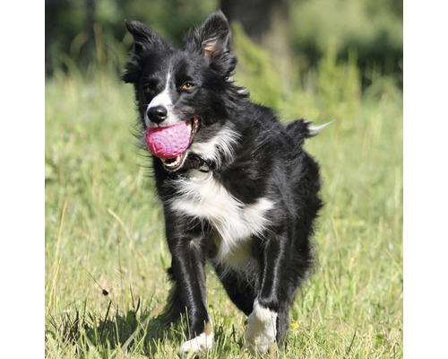 Border kolie nesie v papuli loptu.