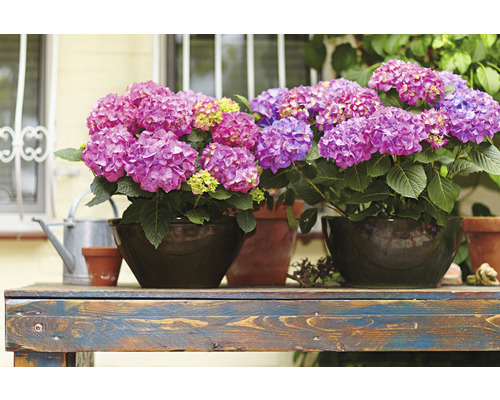 Aranžmán s hortenziami v kvetináčoch na drevenom stole