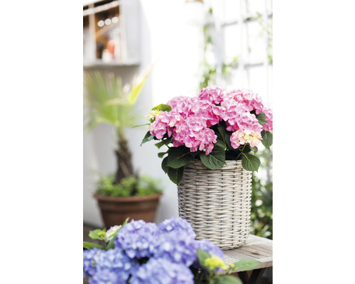 Ružová hortenzia v prútenom kvetináči na drevenom stole