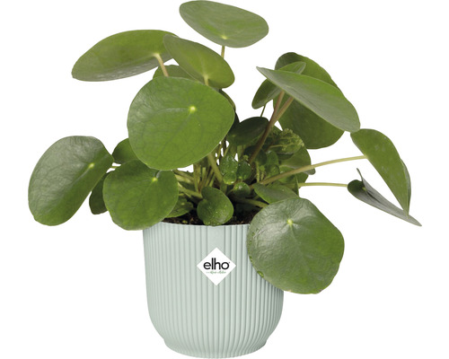 Pilea peperomioides v kvetináči