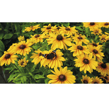 Žlté kvety rudbeckie s motýľom v záhrade
