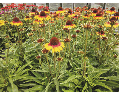 Pole kvetov rudbeckie s kužeľovitými kvetenstvami a zelenými listami