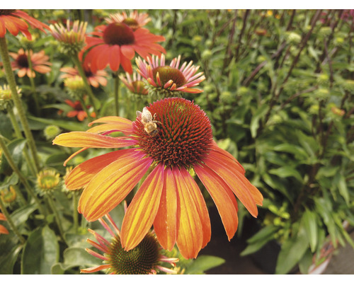 Detailná fotografia kvetu Echinacea s včelou