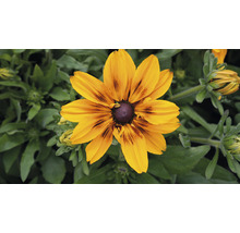 Kvetina Rudbeckia hirta v detaile