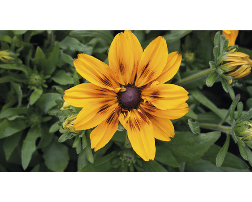 Kvetina Rudbeckia hirta v detaile