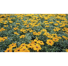 Pole kvetov Rudbeckia v záhrade
