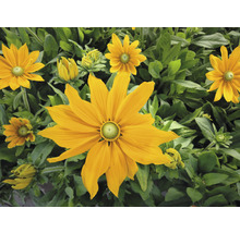 Žlté kvety rudbeckie so zelenými listami