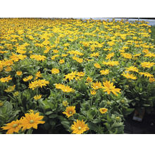 Pole kvetov Rudbeckia