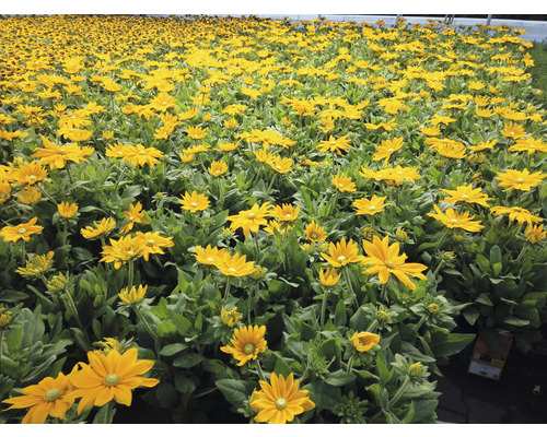 Pole kvetov Rudbeckia