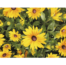Detail rastlín Rudbeckia so žltými okvetnými lístkami