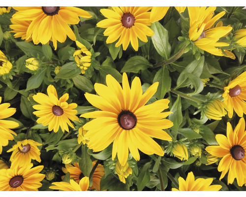 Detail rastlín Rudbeckia so žltými okvetnými lístkami