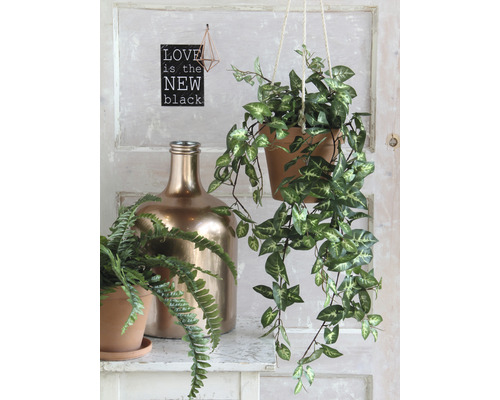 Dekoratívna scéna so závesnou rastlinou, papraďou v kvetináči a zlatou fľašou na polici.