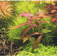 Detail akváriových rastlín so zelenými a červenkastými listami