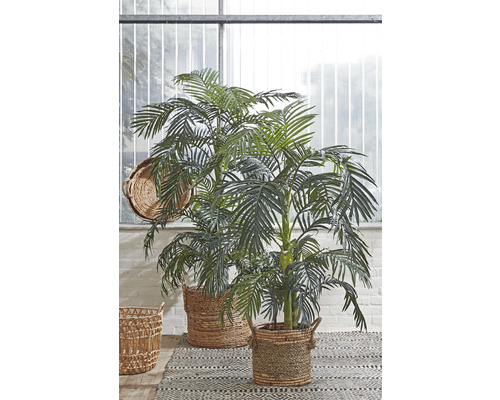 Dve arekové palmy v prútených košoch na vzorovanom koberci