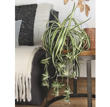 Izba so zelenou rastlinou v kvetináči na odkladacom stolíku vedľa pohovky