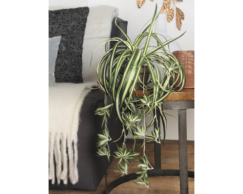 Izba so zelenou rastlinou v kvetináči na odkladacom stolíku vedľa pohovky