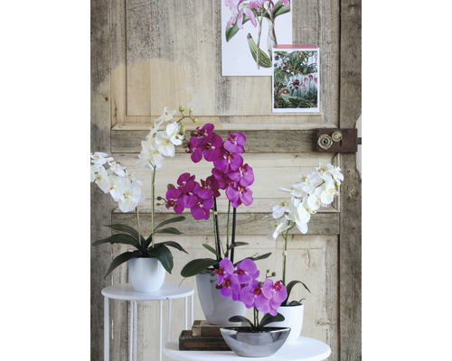 Dekoratívne orchidey v kvetináčoch na malých stolíkoch pred drevenými dverami
