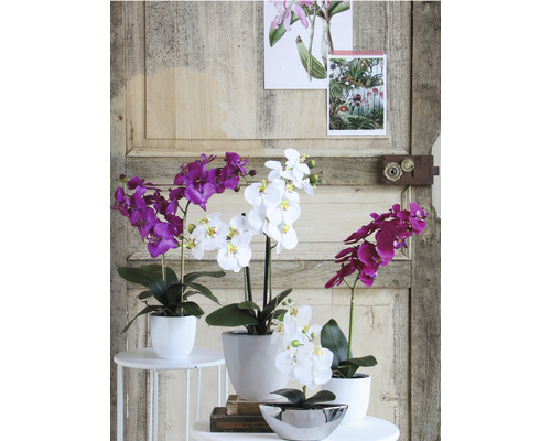Dekoratívne orchidey v rôznych farbách a kvetináčoch usporiadané na stoloch.