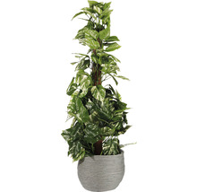 Popínavý fikus v sivom kvetináči